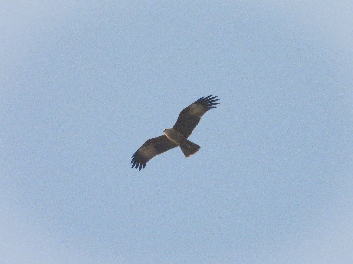 Black Kite - ML647821072