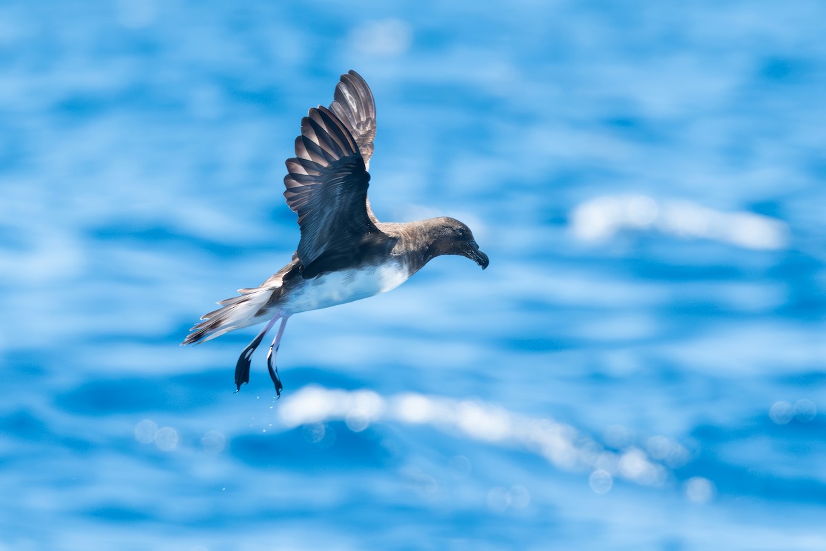 Tahiti Petrel - ML647821078
