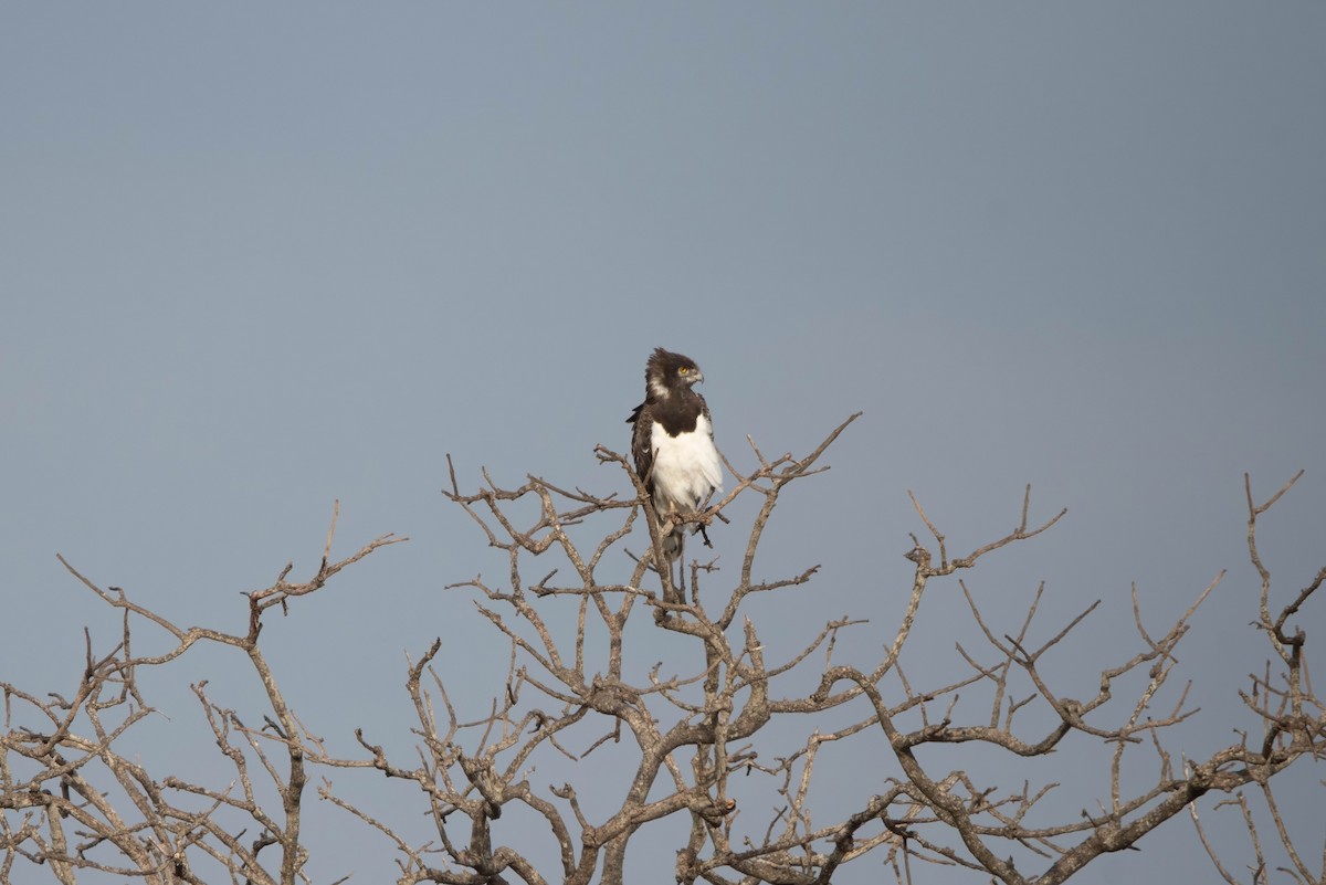 Black-chested Snake-Eagle - ML647821085