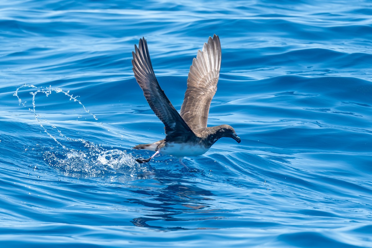 Tahiti Petrel - ML647821086