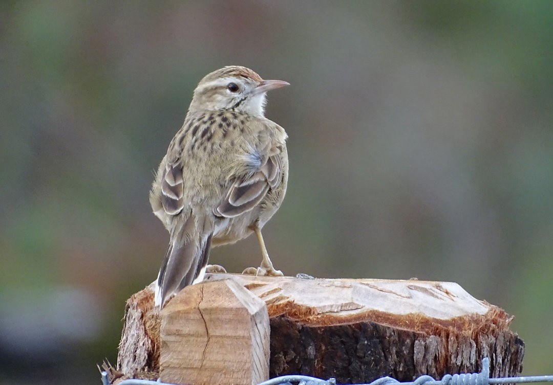 Firewood-gatherer - ML647821087