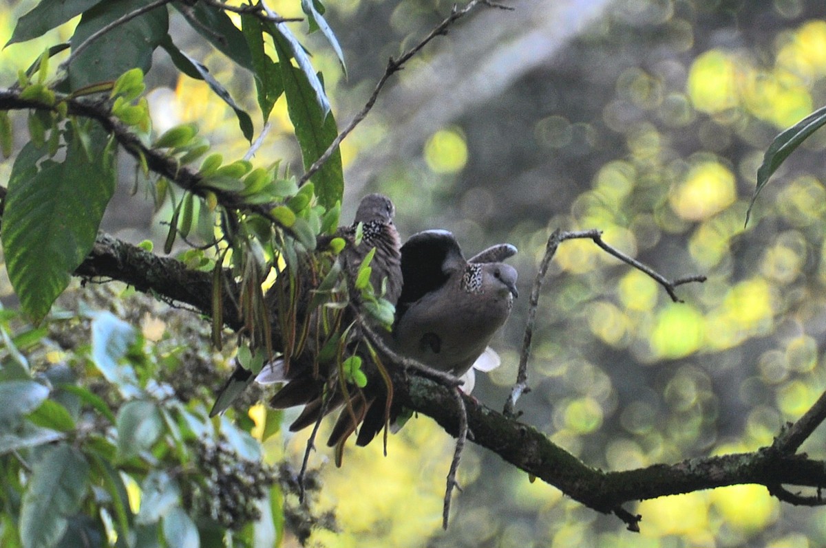 תור נקוד - ML647821089