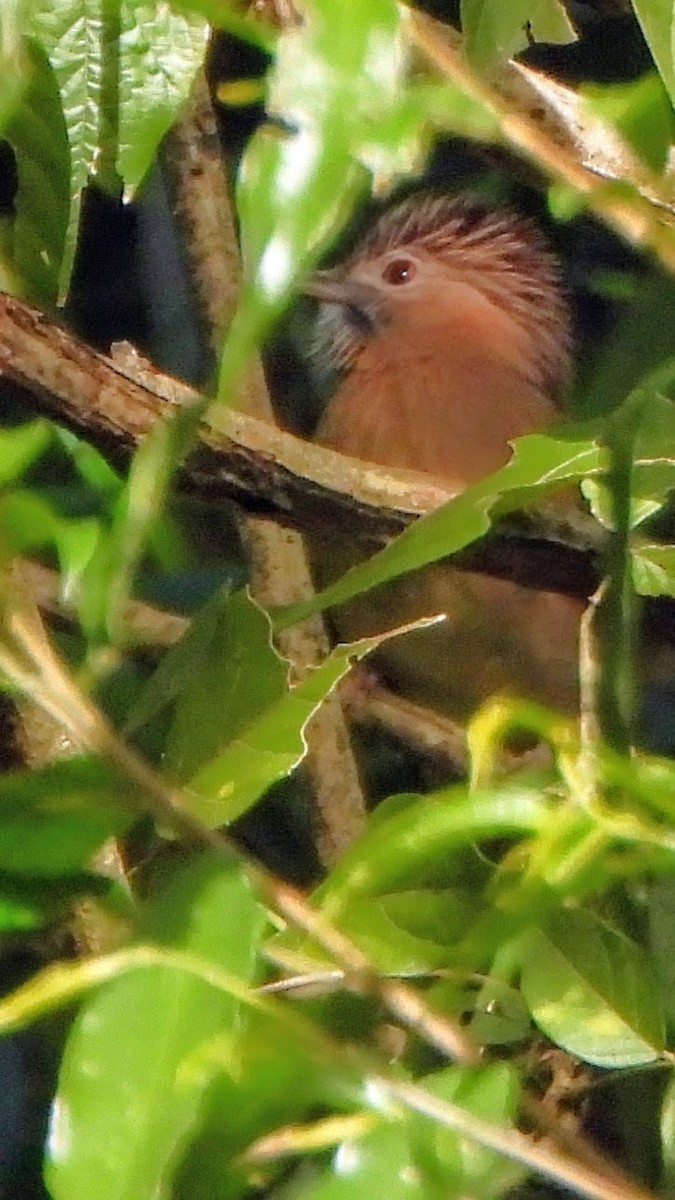 Mountain Bulbul - ML647821090