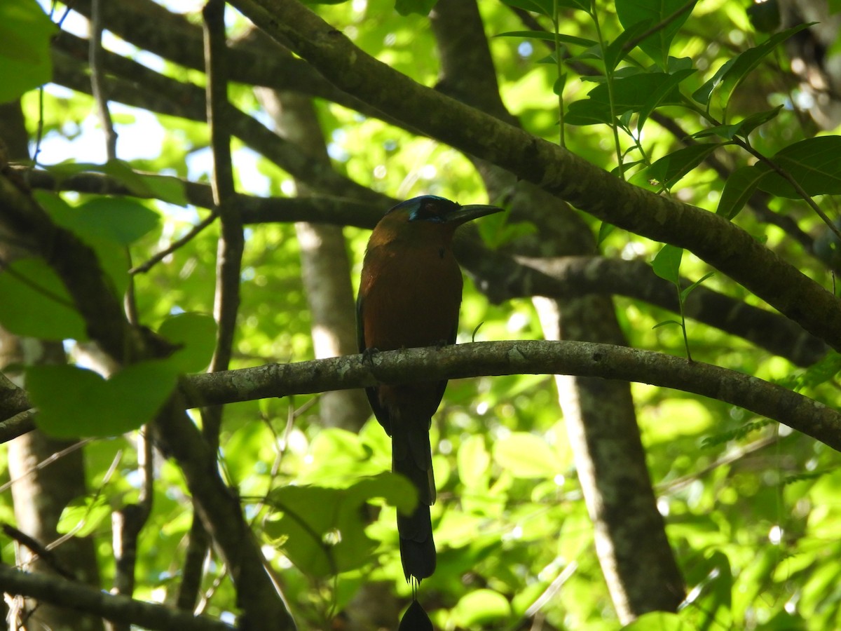 Trinidad Motmot - ML647821093