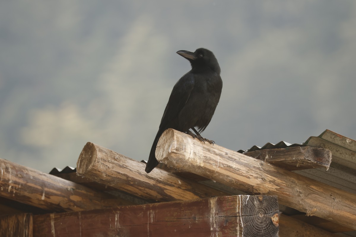 Large-billed Crow - ML647821094