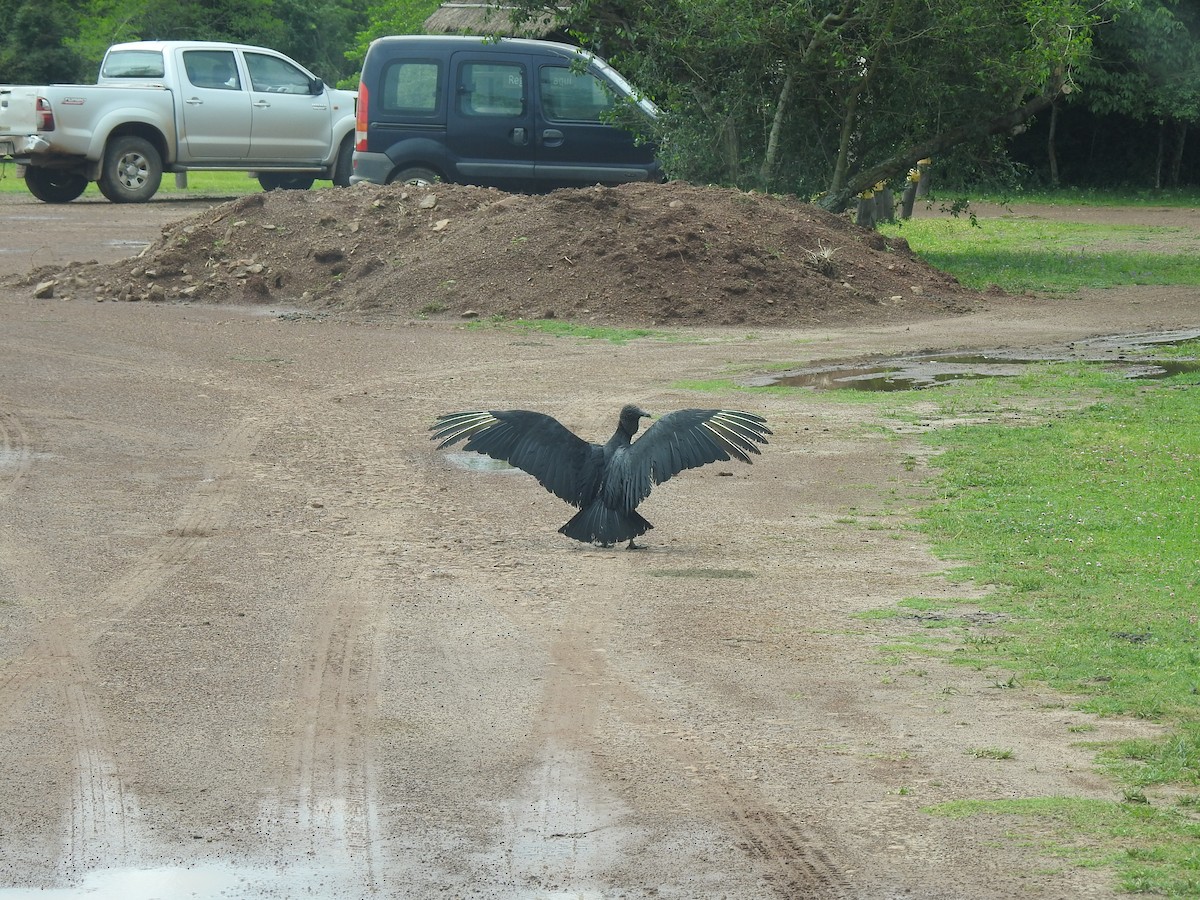 Black Vulture - ML647821096