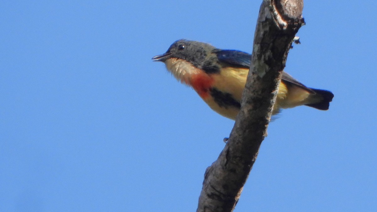 Fire-breasted Flowerpecker - ML647821099