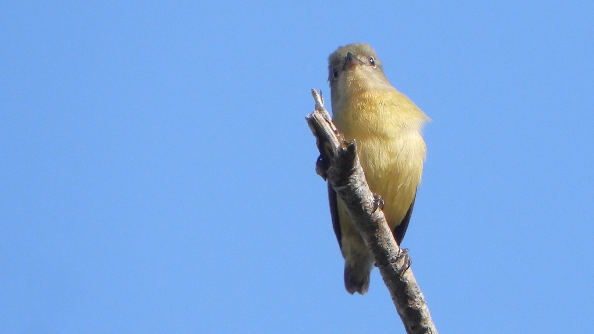 Fire-breasted Flowerpecker - ML647821100