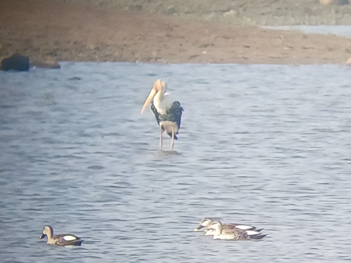 Painted Stork - ML647821103