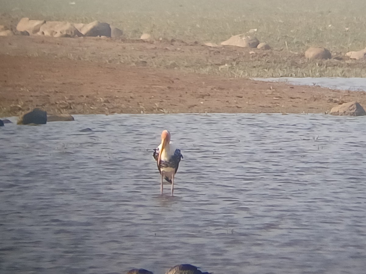 Painted Stork - ML647821104