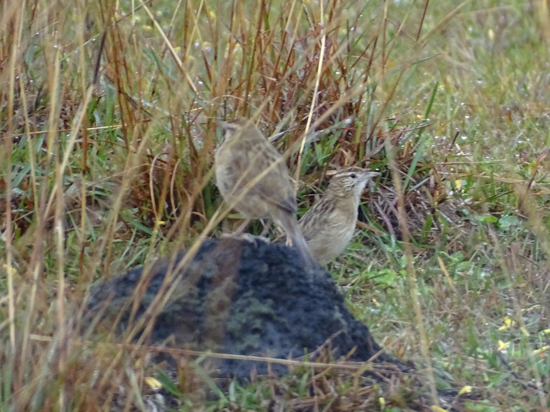 Firewood-gatherer - ML647821108