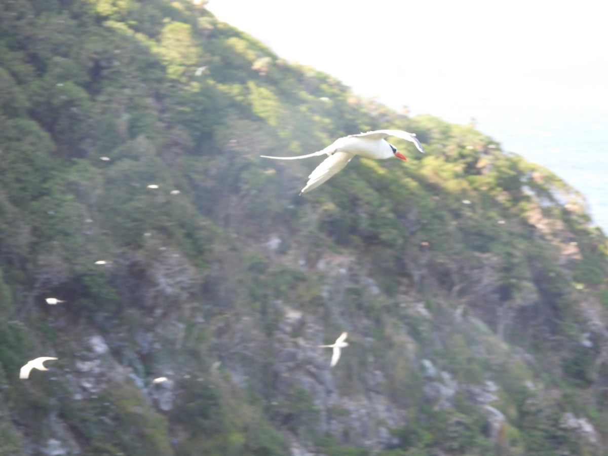 פיתון ים-סוף - ML647821109
