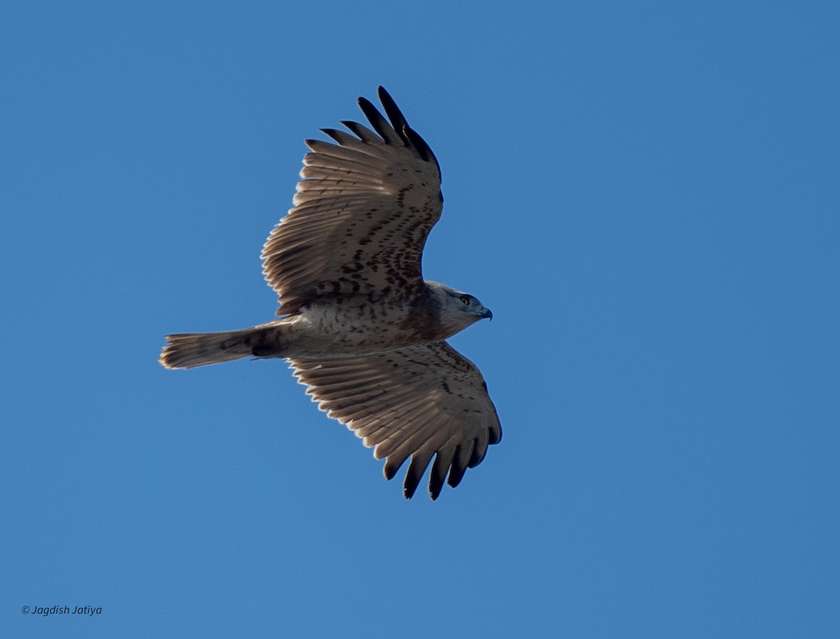 חיוויאי הנחשים - ML647821111
