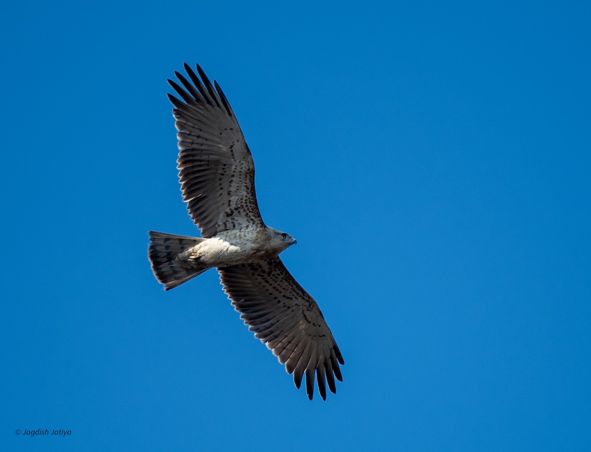 חיוויאי הנחשים - ML647821112