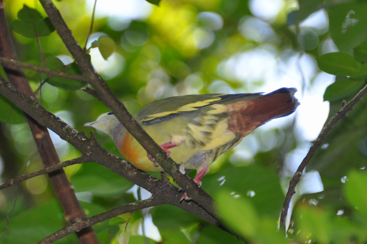 Pink-necked Green-Pigeon - ML647821113