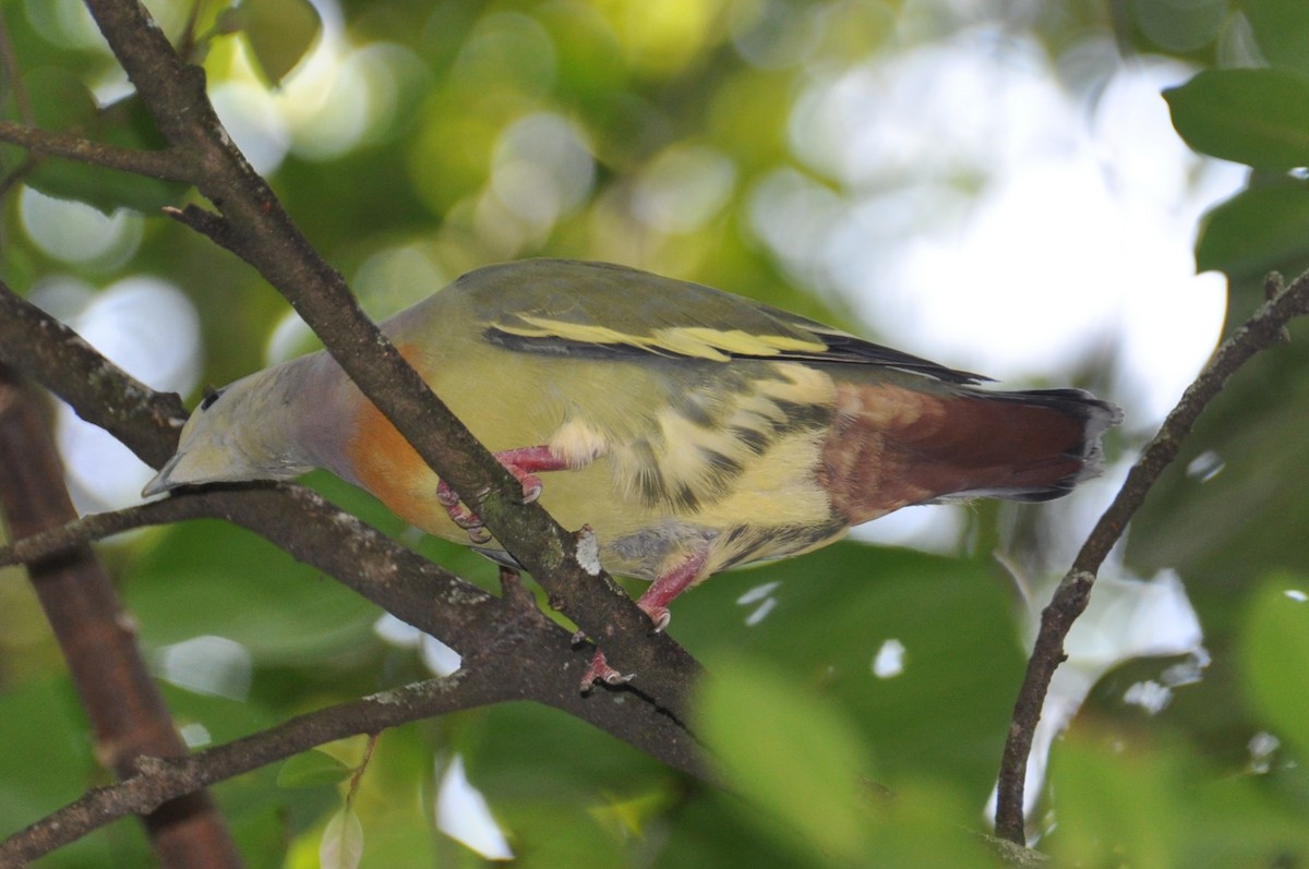 Pink-necked Green-Pigeon - ML647821114
