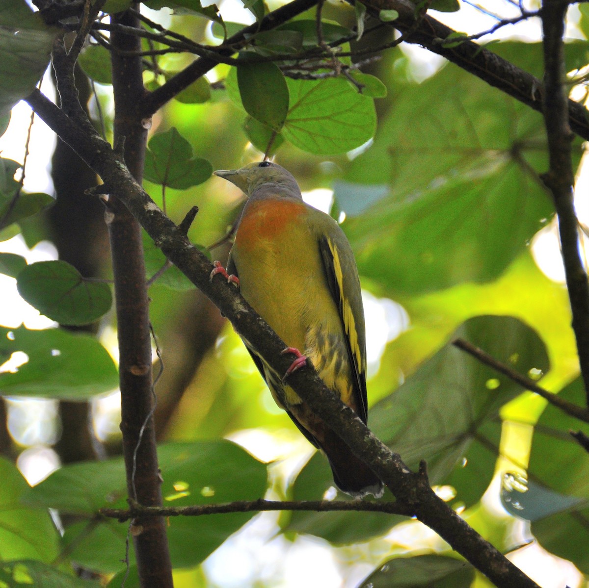 Pink-necked Green-Pigeon - ML647821115