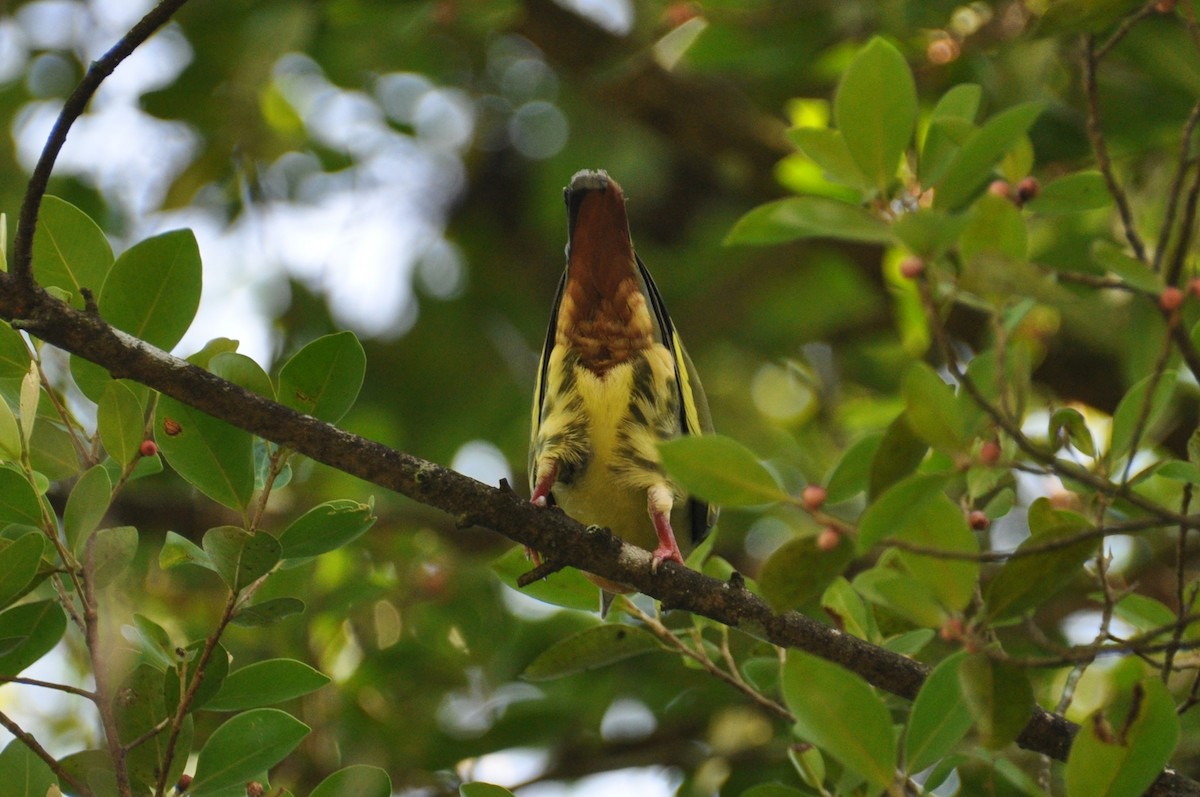 Pink-necked Green-Pigeon - ML647821117