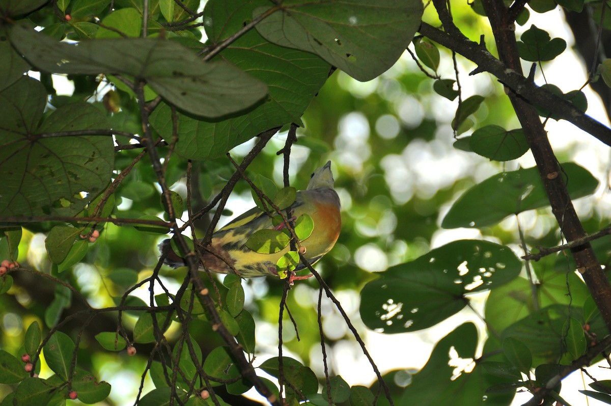 Pink-necked Green-Pigeon - ML647821119