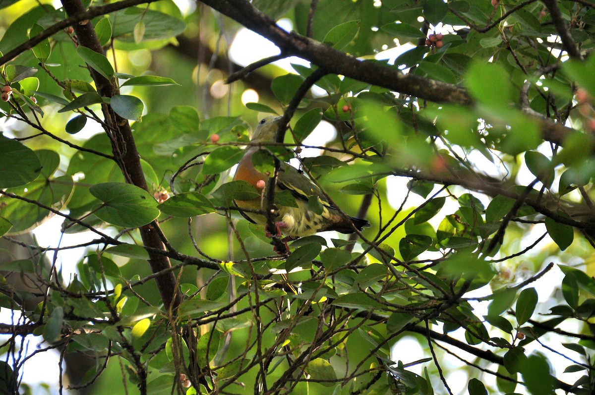 Pink-necked Green-Pigeon - ML647821120