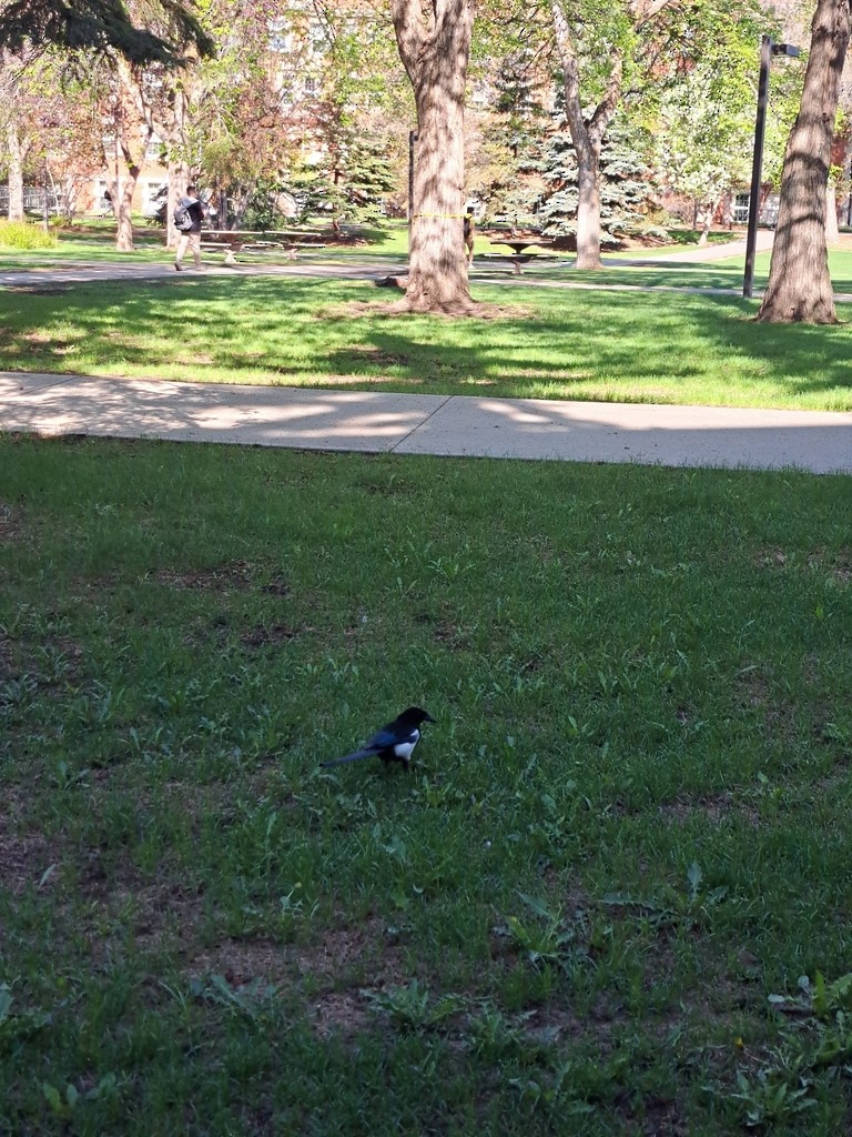 Сорока канадська - ML647821122