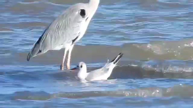 Slender-billed Gull - ML647821132