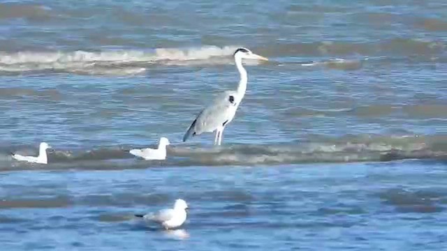 Gray Heron - ML647821133