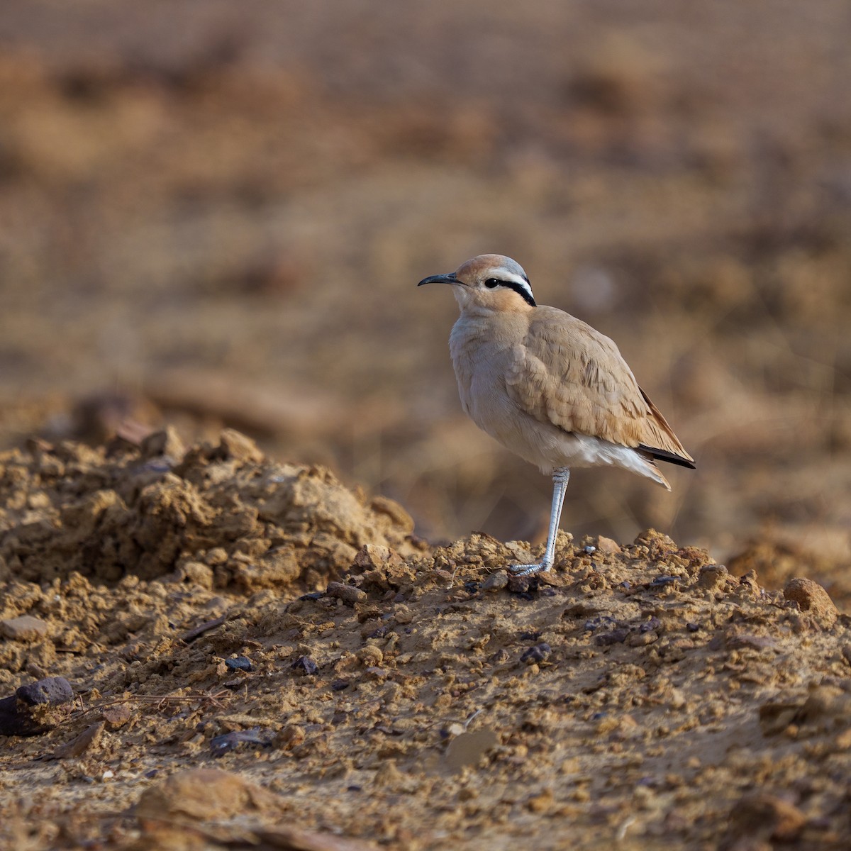 Cream-colored Courser - ML647821144