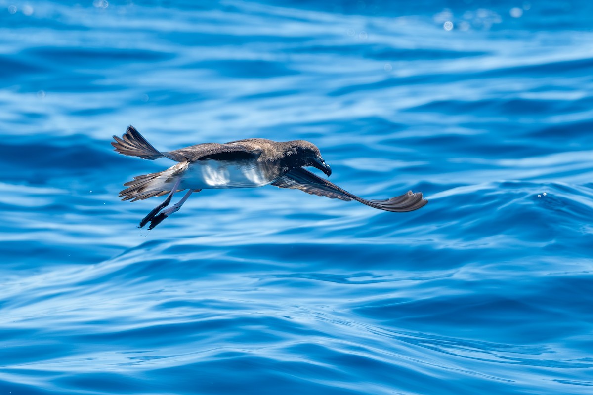 Tahiti Petrel - ML647821145