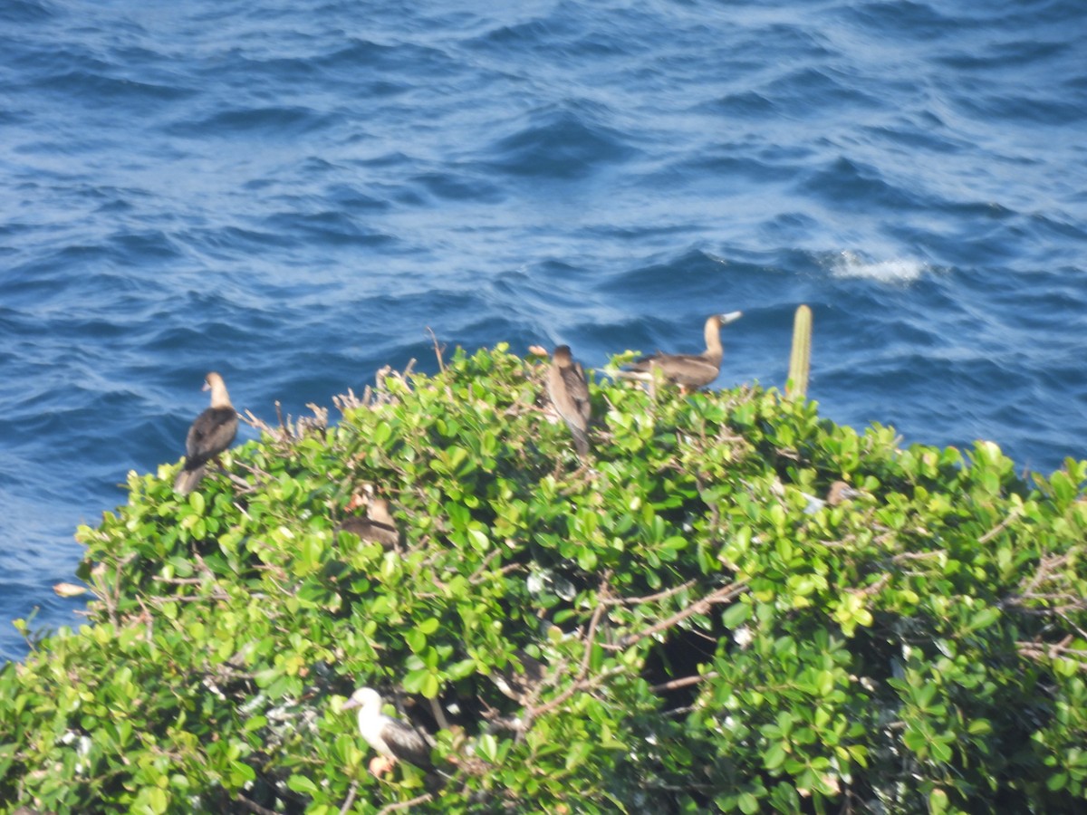 Red-footed Booby - ML647821146