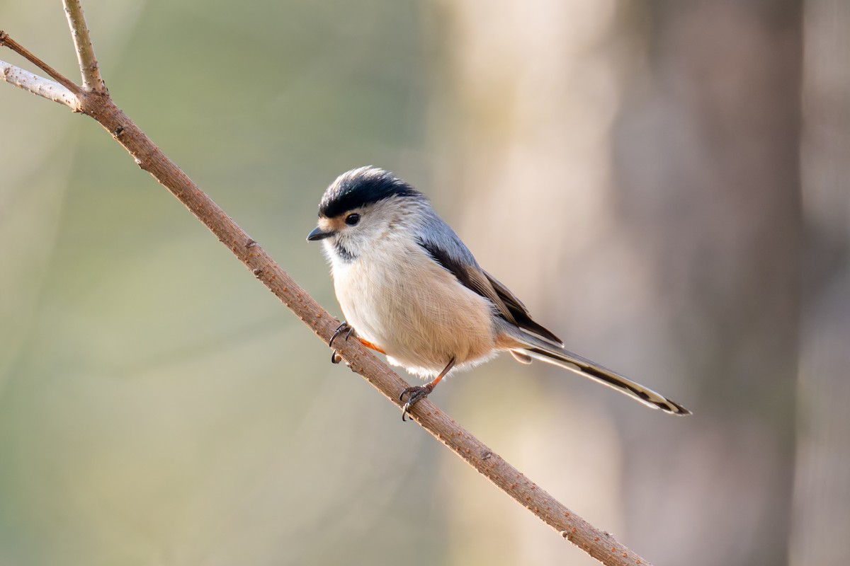 Silver-throated Tit - ML647821147