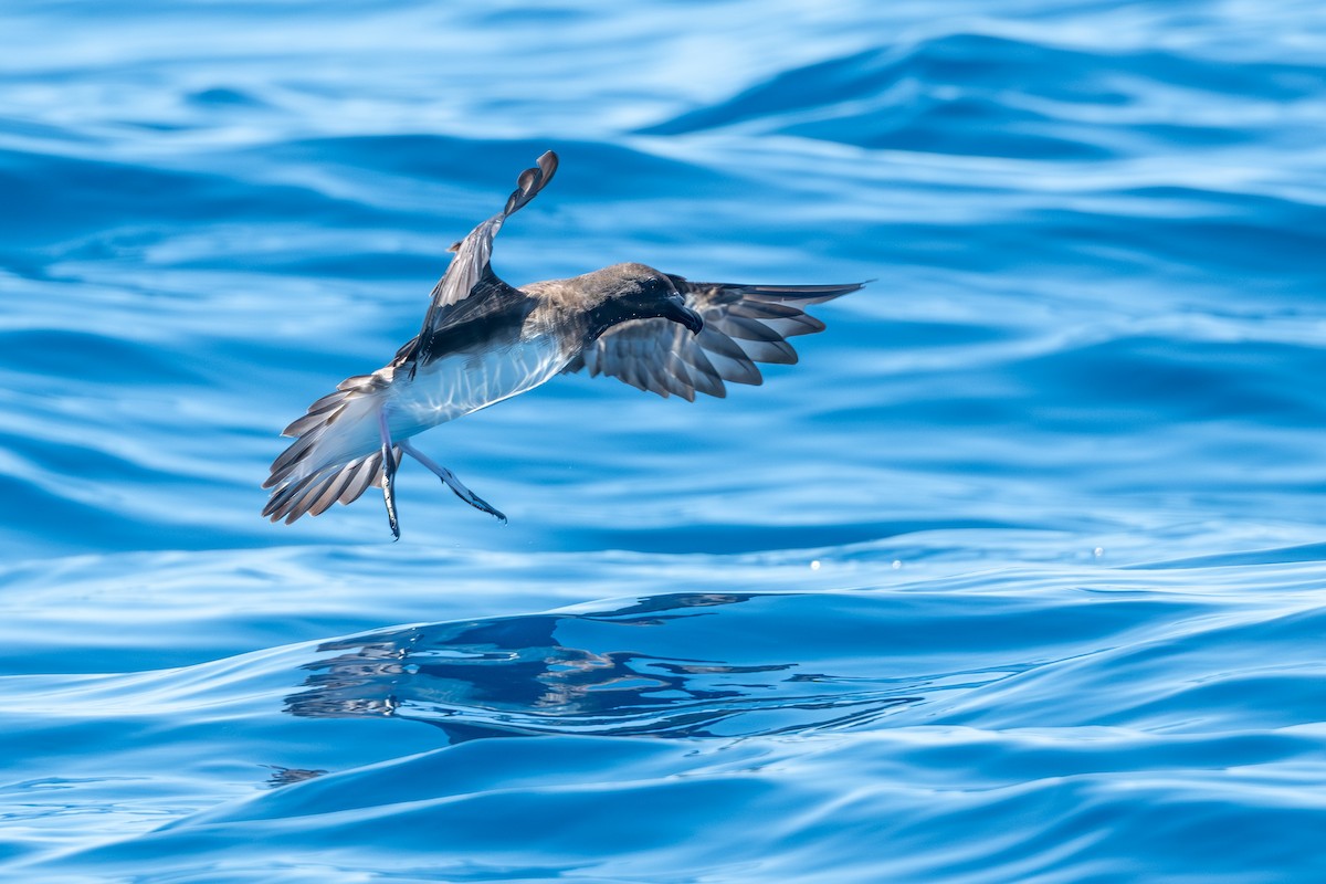 Tahiti Petrel - ML647821150
