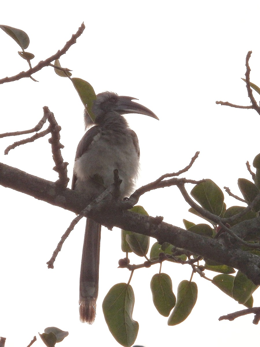 Indian Gray Hornbill - ML647821151