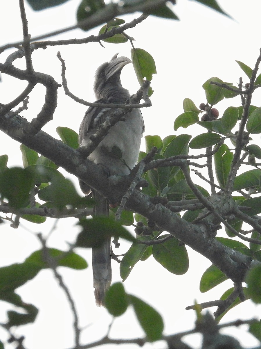 Indian Gray Hornbill - ML647821152