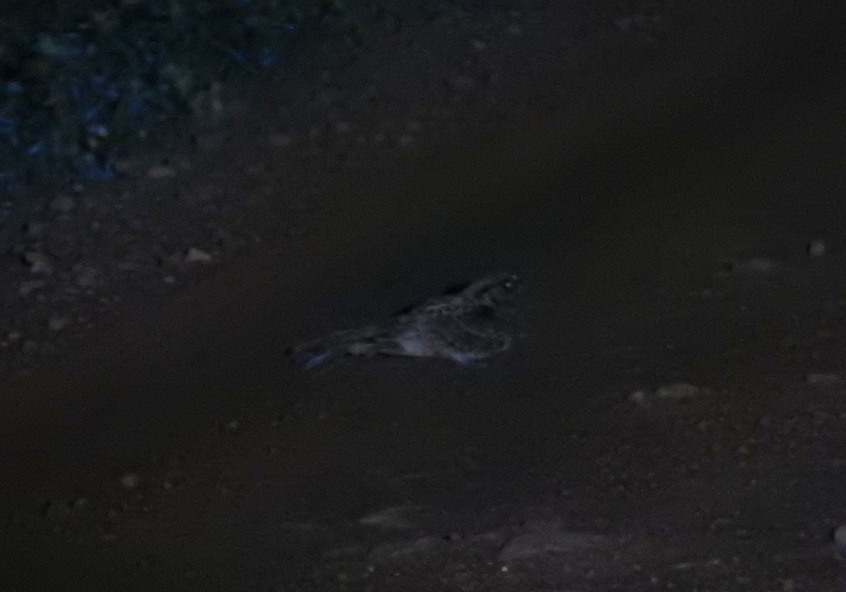 Little Nightjar - ML647821153