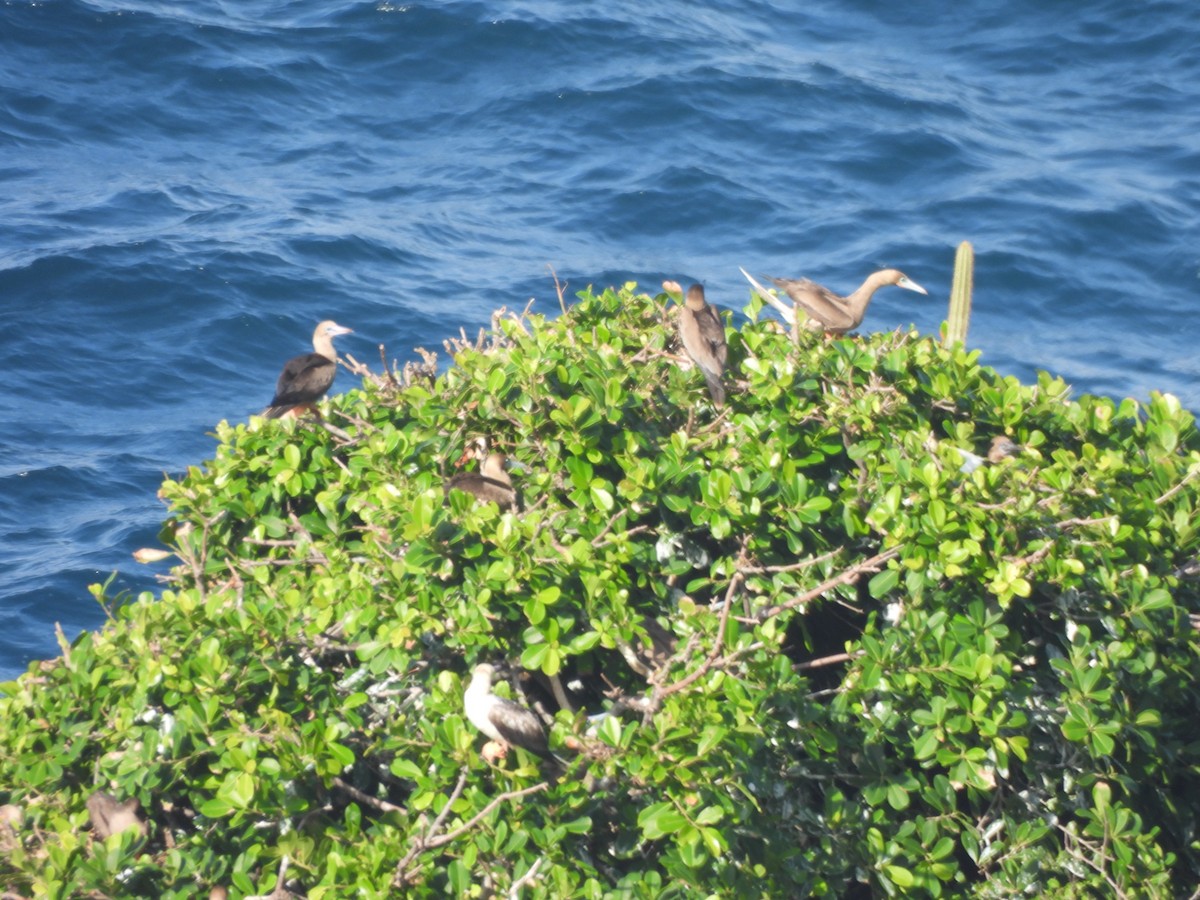 Red-footed Booby - ML647821154