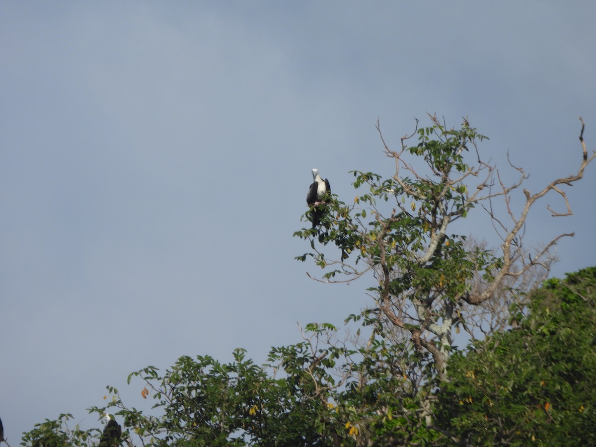 Magnificent Frigatebird - ML647821158