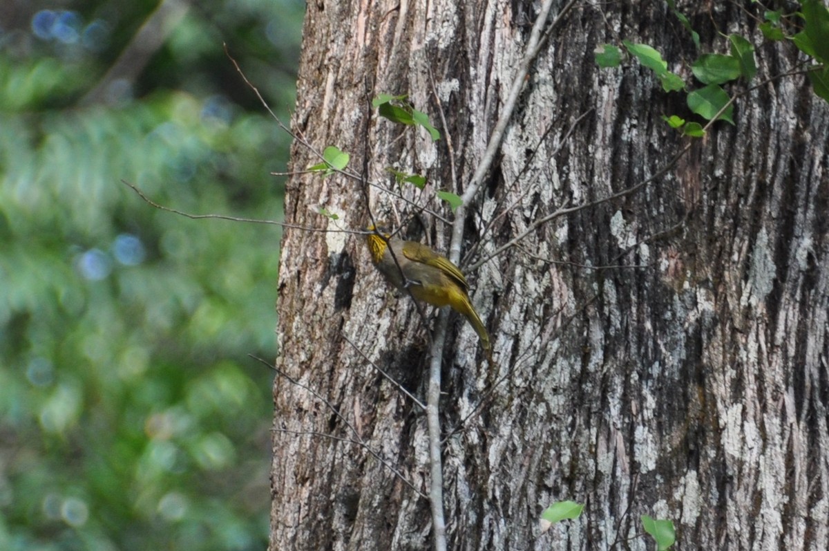 Stripe-throated Bulbul - ML647821160