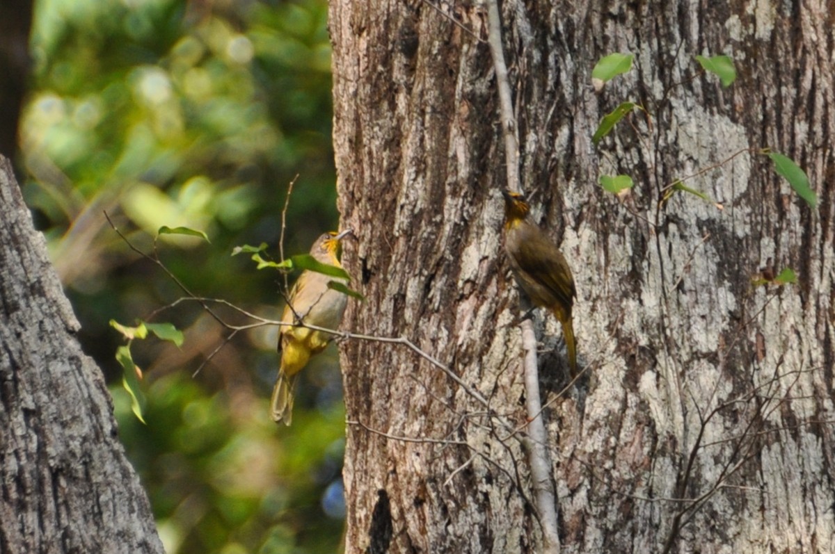 Stripe-throated Bulbul - ML647821161