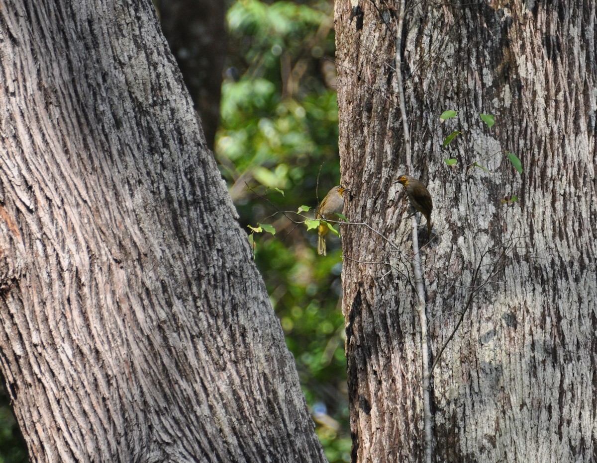 Stripe-throated Bulbul - ML647821162