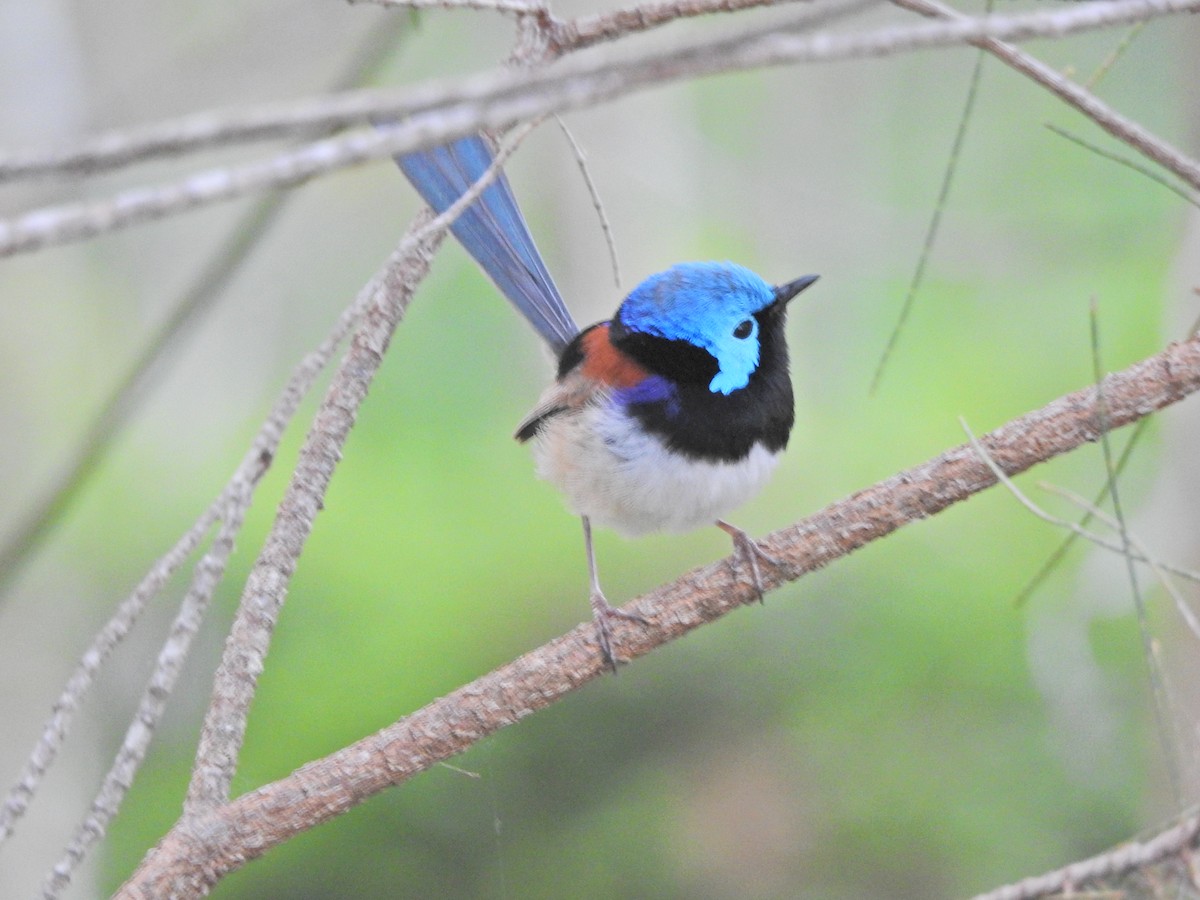 Variegated Fairywren - ML647821163