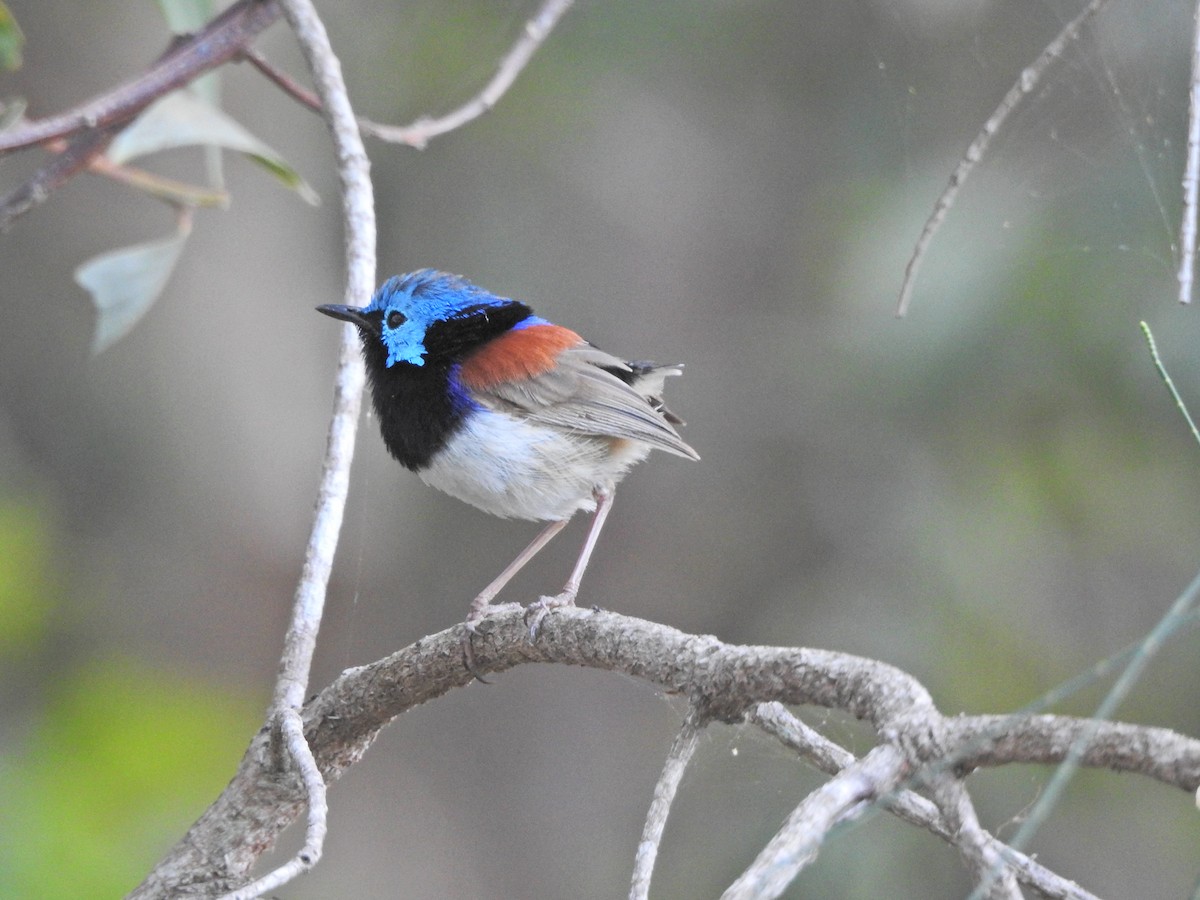 Variegated Fairywren - ML647821164
