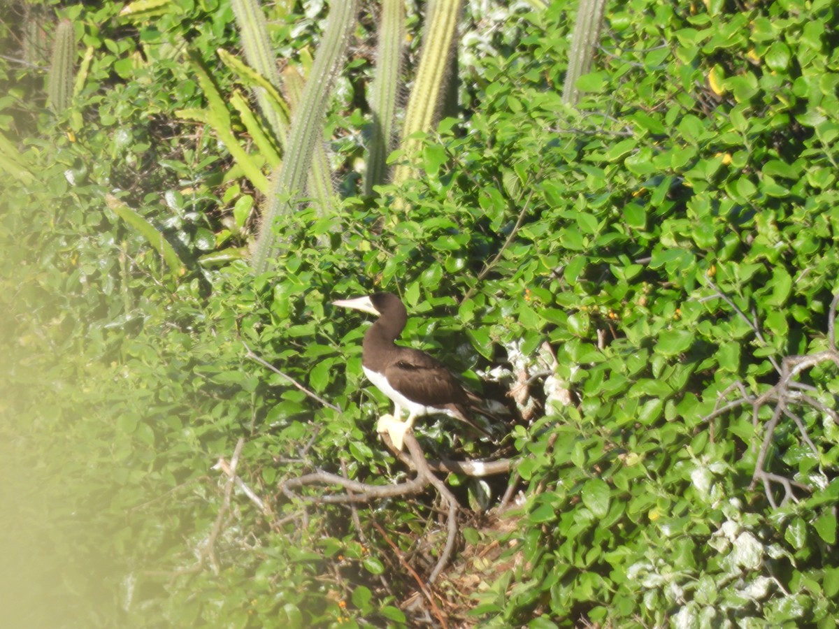 Brown Booby - ML647821166