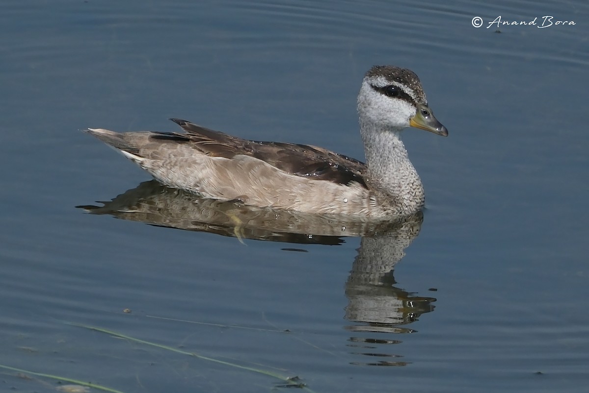 Cotton Pygmy-Goose - ML647821167