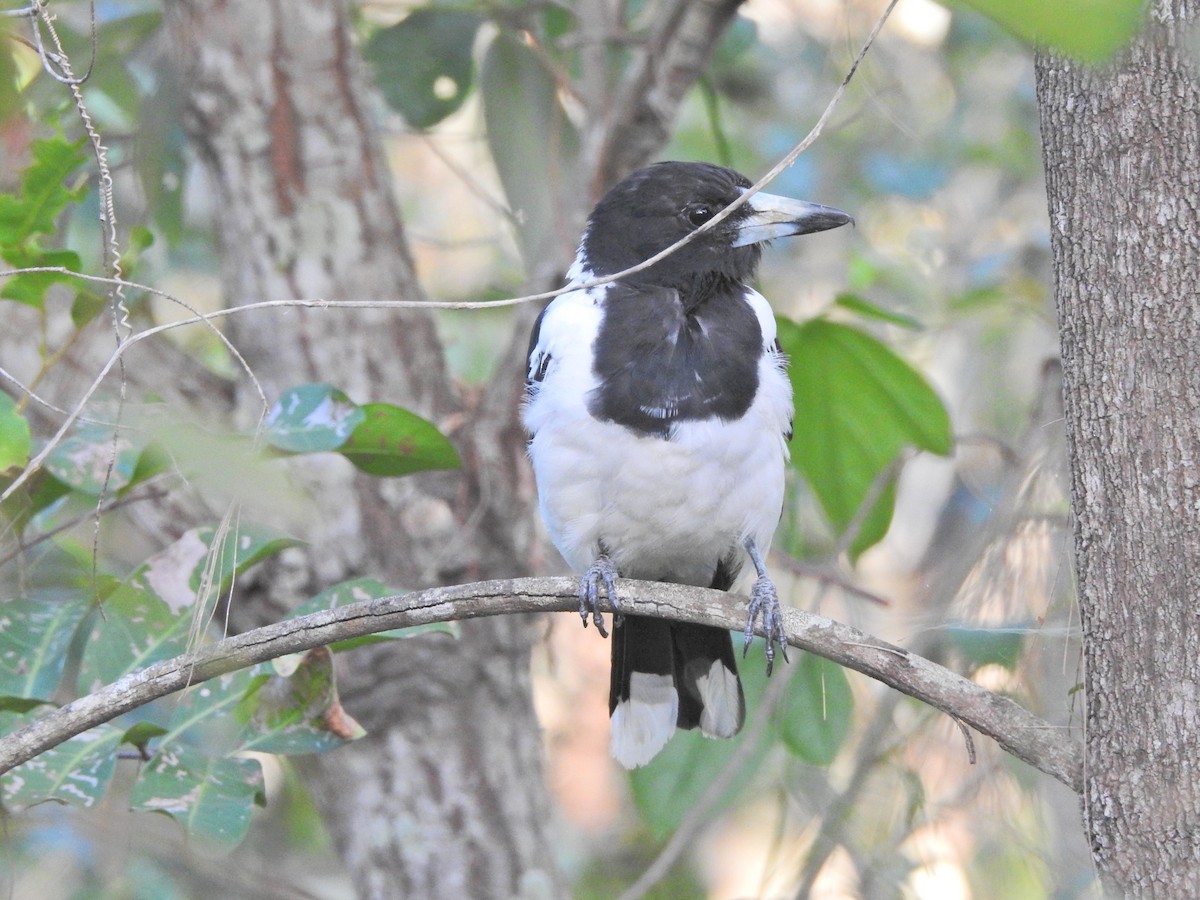 Pied Butcherbird - ML647821168