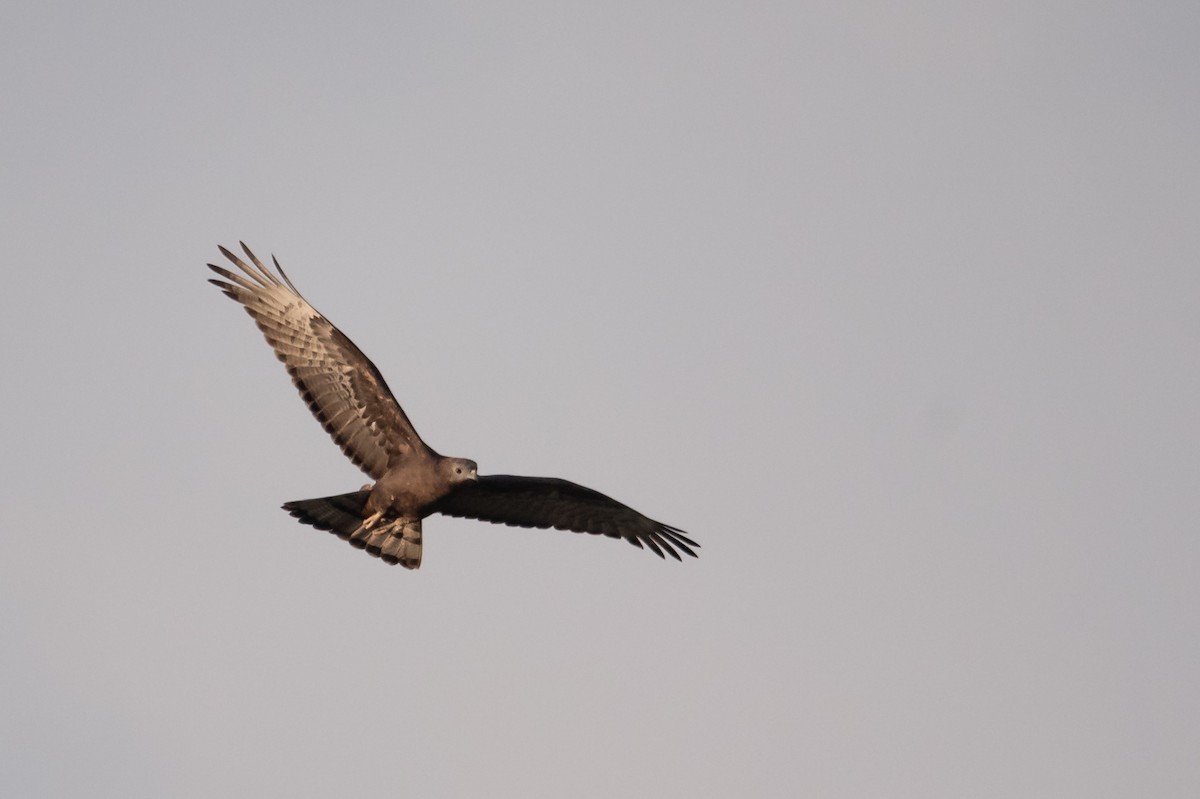 Oriental Honey-buzzard - ML647821169