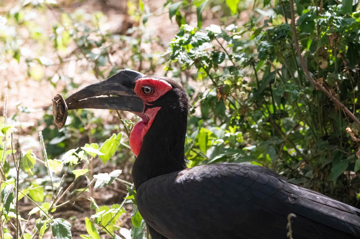 Southern Ground-Hornbill - ML647821171