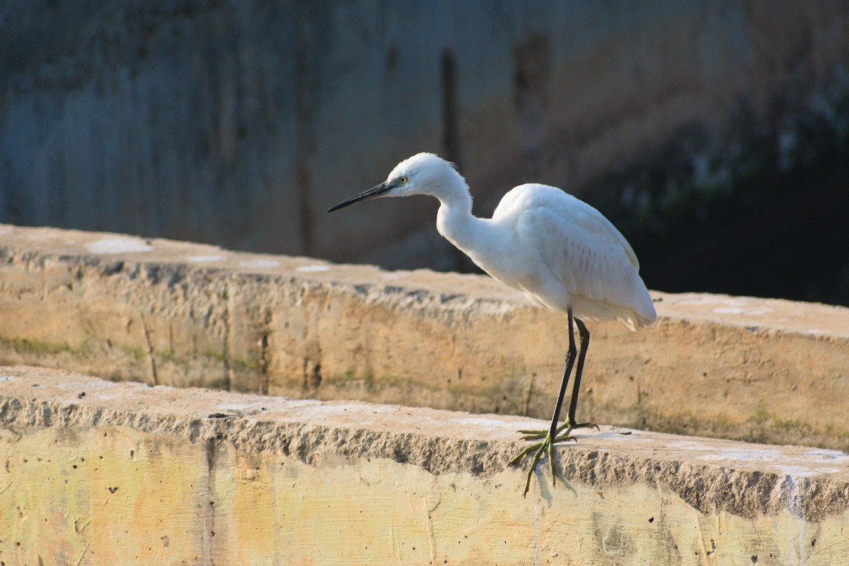 Little Egret - ML647821172