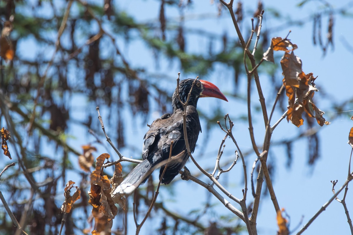Crowned Hornbill - ML647821174