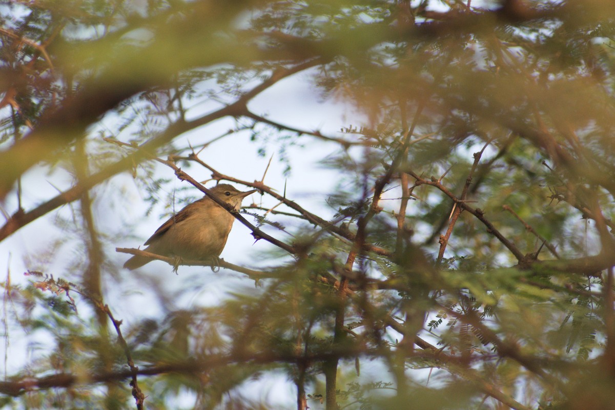 Iduna sp. - ML647821175